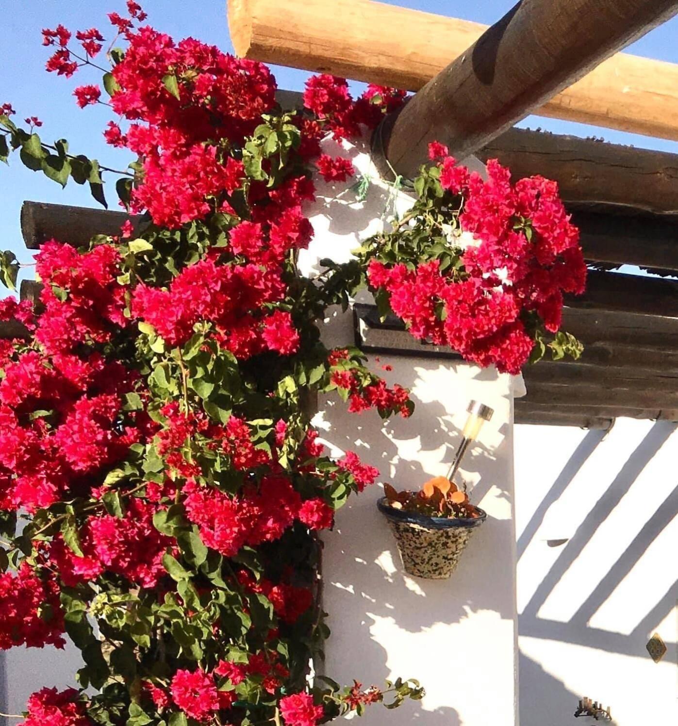 Villa Aurora Nijar Parque Natural Cabo Gata المظهر الخارجي الصورة